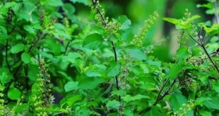 ( Tulsi)