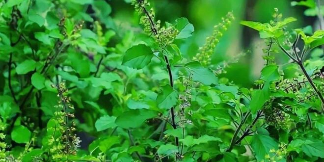 ( Tulsi)