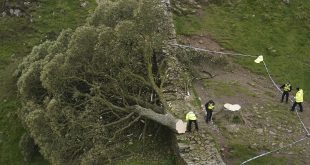 Sycamore Gap