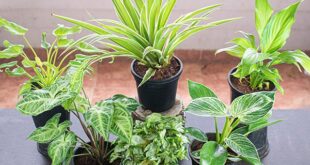 Decorative plant