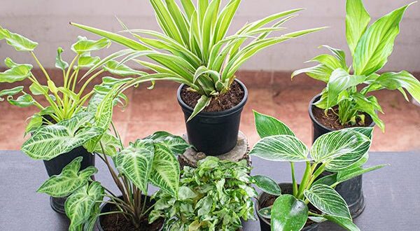 Decorative plant